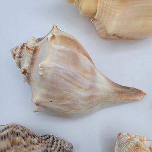 COASTAL ชุดเปลือกหอยธรรมชาติทำความสะอาดเปลือกหอยแท้สำหรับตกแต่งบ้านและชายทะเล - Product Image 4