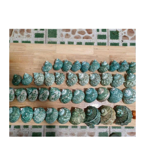 Concha artesanal de 99 Gold Data Vietnam en verde y blanco para exhibición artesanal y embalaje de regalos - Product Image 3