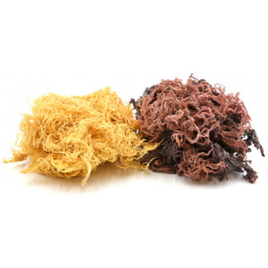 <b>DRIED</b> GOLDEN SEA <b>MOSS</b> / NATURAL WELLNESS / CLEAN LABEL / PLANT ORIGIN - Product Image 4
