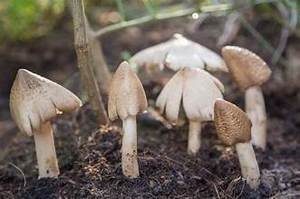 TERMITE SÉCHÉ NATUREL CHAMPIGNON À BASE DE PLANTES ÉTIQUETTE PROPRE SUPERALIMENT INIMMUNITAIRE - Product Image 3