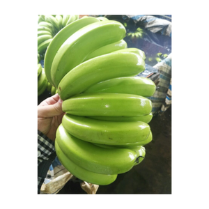 Bananes vertes fraîches Cavendish du Vietnam Fourniture directe à l'exportation de bananes en gros en vrac aux stades vert et jaune - Product Image 3