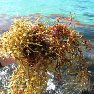 Vente en gros d'extrait de sargasses séchées Henslowianum Gulfweed engrais pour l'alimentation animale et alimentaire produit agricole - Product Image 2