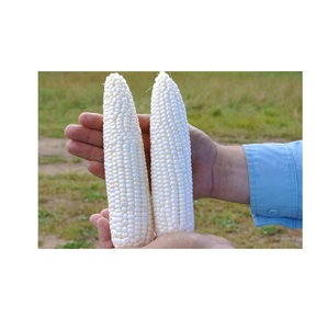 ข้าวโพดขาวสำหรับบริโภคของมนุษย์ ไม่ใช่พืช GMO ข้าวโพดขาว/ข้าวโพดขาวสำหรับอาหารสัตว์ ข้าวโพดป๊อปคอร์น ข้าวโพดขาว - Product Image 4
