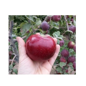 ¡Precio barato al por mayor! ¡La mejor calidad! Manzanas rojas de la libertad frescas! Manzanas Fuji naturales a la venta, exportaciones a todo el mundo - Product Image 4