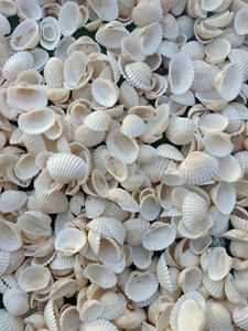 Coquilles de pétoncle polies: éléments élégants pour des centres de table exquis, des paramètres de place raffinés et des décorations d'événements formels. - Product Image 3