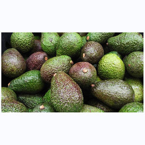 AVOCADO FRESH Fresh Fruit Hass Avocados <b>for</b> <b>Sale</b> Rich Green Premium Box Style Packing - Product Image 1