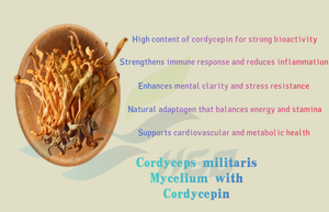 Hgo สารสกัดจาก Cordyceps mycelium จากธรรมชาติบริสุทธิ์ (เกรดอาหาร) ข้อมูลจำเพาะของสารสกัดจาก Cordyceps 1% - Product Image 5