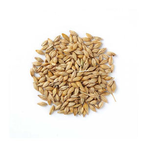 Organic Non-GMO <b>Barley</b> Seeds High Quality Grain for Cattle & Fish Feed Ready for International Shipment - Product Image 2
