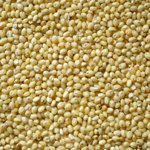 TOP QUALITY Light Yellow BARNYARD <b>MILLET</b> with FINE GRADED Sortex ISO 9001 Certified BEST for HUMAN CONSUMPTION HEALTHY LIFESTYLE - Product Image 2