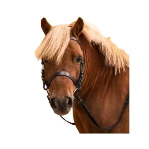Un fournisseur indien propose des rênes d'entraînement de chevaux robustes à bas prix, réglables en coton pour la marche - Product Image 5