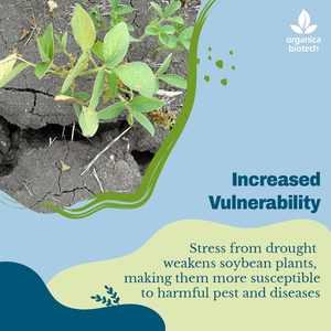 Rehausseur de fertilité du sol pour le soja - Product Image 5