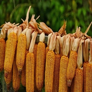 Maíz Amarillo Orgánico de Primera Calidad, Maíz Seco para Palomitas, Maíz Blanco, Maíz Dulce para Consumo Humano, Esterilizado a Alta Temperatura - Product Image 1