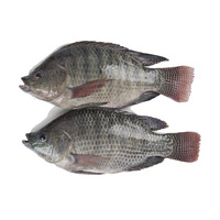Nouveau stock de maquereau de mer congelé de qualité supérieure Tilapia Thon et saumon prêts pour l'exportation