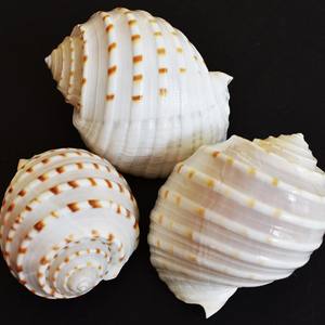 CASQUILLAS DE TUN MANCHAS NATURALES/SUPERFICIE PULIDA/ALTO GRADO PARA JOYERÍA Y ORNAMENTOS DE ARTE DE CONCHA - Product Image 6