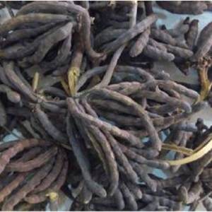 Xilopía etíope - Product Image 2