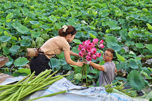 Flor entera Té de loto secado en frío de Vietnam - Product Image 6