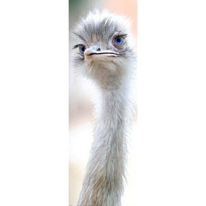 Modern Ostrich Beauty <b>Poster</b> Natural Design on Paper - Product Image 1