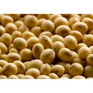 有机大豆，10磅非转基因，新鲜库存有机大豆批发