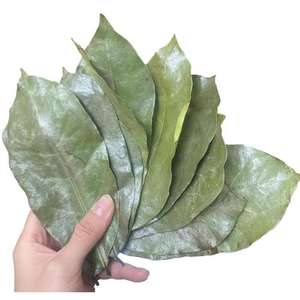 Comida saludable Buen PRECIO DE VIET NAM 100% Hojas de Guanábana secas orgánicas naturales - Product Image 3