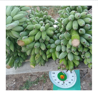 Premium Cavendish Banaan-Verse Groene Banaan-Verse Groenten En Fruit Uit Vietnam Met De Beste Prijs