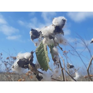 Fait sur mesure (Gossypium Barbadense) Fibre de coton blanchi biologique pur naturel doux respirant anti-bactéries écologique - Product Image 2