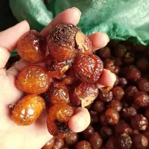 Fábrica de Producción a Granel de Sapindus Saponaria en Vietnam/vacaciones - Product Image 3