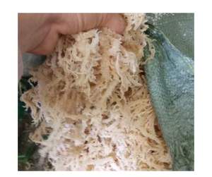 Eucheuma cottonii สาหร่ายไอริชอาหารเสริมมอสทะเลแบบพรีเมี่ยมแร่ธาตุธรรมชาติส่งออกจำนวนมาก - Product Image 2