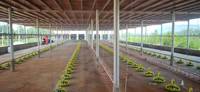 Ligne d'alimentation 40m avec moteur avec trémie/Ligne d'alimentation automatique pour poulets Ensemble complet HJ-DN40