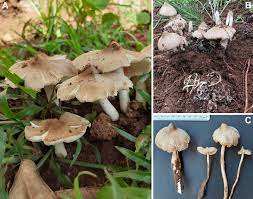 ETIQUETA LIMPIA TERMITA SETA ALIMENTO ENTERO - Product Image 5