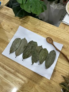 ใบทุเรียนเทศแห้ง/ใบกริโอล่าในราคาที่ดี-ทางเลือกที่ดีที่สุดขายส่งสมุนไพรธรรมชาติใบทุเรียนเทศพร้อมส่ง - Product Image 3