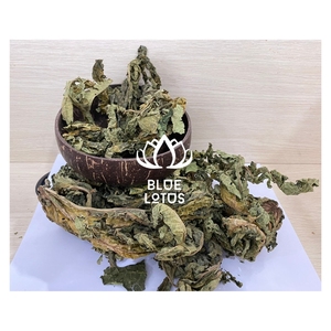 VENTE RAPIDE Feuille de papaye séchée pour thé pur et ingrédients cosmétiques, une source sûre/meilleure vente au Vietnam - Product Image 1