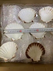 Conchas de Caracol Pulidas de Alta Calidad para Exportación, las Más Vendidas del 2025, para Decoración - Caryln - Product Image 3