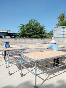 Caliente 2025 | Exportar grandes cantidades Exportar goma Karaya a precio competitivo desde Vietnam - Product Image 5