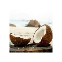 NOUVELLES NOIX DE COCO MATURES GRANDE QUANTITÉ SEMI-DÉCOQUÉTES DU BRÉSIL 100% NATURELLES