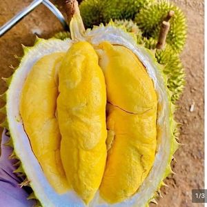 Fruit Durian frais de qualité supérieure: produit naturel et délicieux du Vietnam - Product Image 5