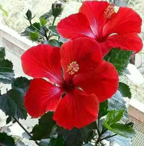 สารสกัดจาสวานด์ฟูล CO2 เกรดอาหาร สารสกัดสมุนไพรชนิดแว็กซ์ในกระป๋อง - Product Image 2