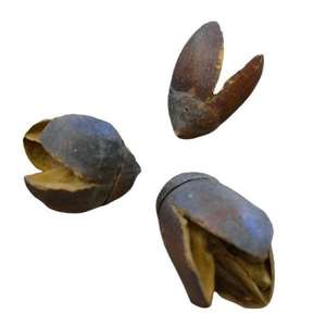 Matériel végétal naturel sec écologique de haute qualité, gousses de Bakuli, pour la remise des diplômes, Halloween, fête des pères, fête des mères, Pâques - Product Image 1