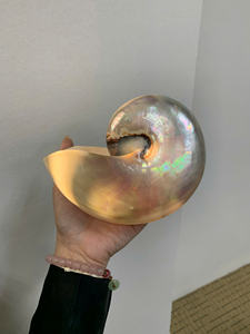 Nautilus Pompilius, concha marina perlada natural pulida para exhibición de decoración costera, artesanía Natural hecha a mano para bodas - Product Image 2