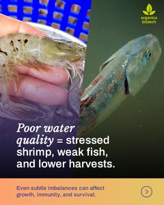 Probiótico de gambas Tigre del océano con-BIOCLEAN AQUA - Product Image 4