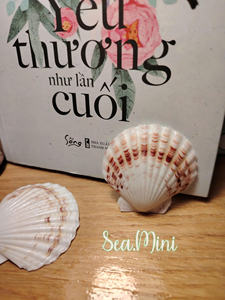 أصداف سكالوب المصقولة المتنوعة: مشتريات سائبة مريحة لورش صياغة المدارس والبرامج التعليمية. - Product Image 6