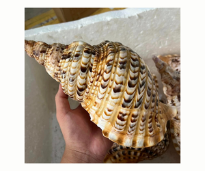Gran oferta, conchas marinas pulidas, concha de gran tamaño, trompeta, conchas marinas, conchas marinas Triton, conchas marinas, conchas marinas naturales - Product Image 1