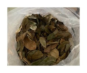 Hojas de Guanábana secas de estilo orgánico: forma de hoja retenida y Hojas de Guanábana secas con aroma tropical ligero para compradores - Product Image 3