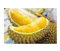 Durian Fresco de Buena Calidad de Vietnam, Aroma Intenso, Pulpa Espesa, Perfecto para Revendedores de Frutas