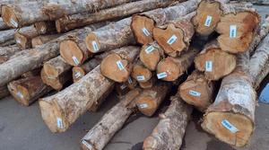 ไม้สักท่อนไม้สักพรีเมี่ยมแบบ Tectona Grandis (ประเทศไทย) - Product Image 3