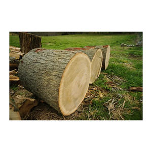 Bulk red American oak <b>logs</b> offered at competitive wholesale price - Product Image 1