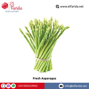Le fournisseur de confiance offre des asperges fraîches vertes 100% naturelles de qualité supérieure d'Égypte à un prix de gros compétitif - Product Image 5
