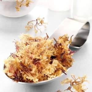 Natural Dried Irish <b>Moss</b> Best Service Fast Delivery - Product Image 5