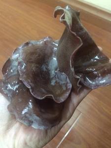 Champignons de bois séchés vietnamiens de haute qualité pour les soupes et les plats sautés - Product Image 3