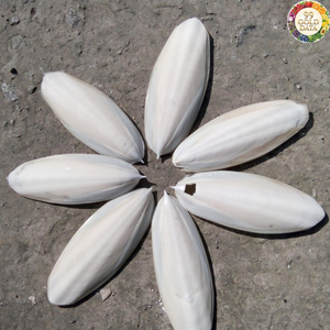 Os de seiche du Vietnam, propre et traité, provenant de matériaux marins, idéal pour la création artistique et la décoration artisanale. - Product Image 6