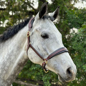 El Halter de cuero acolchado está hecho de cuero de búfalo suave y de alta calidad. La banda nasal forrada de pantorrilla y la corona anatómica ofrecen una oferta óptima - Product Image 3